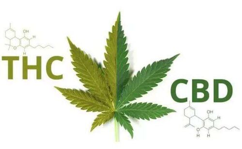 के बारे में नवीनतम कंपनी समाचार तो चीन में भांग और सीबीडी के बारे में क्या?